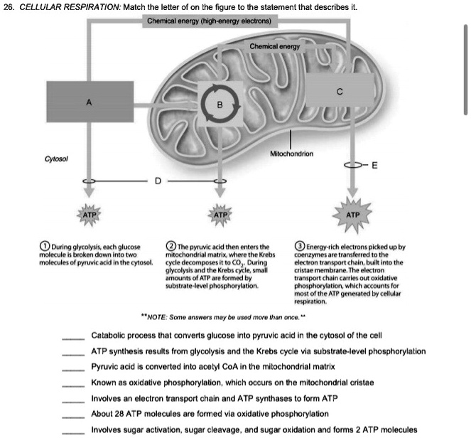 SOLVED CELLULAR RESPIRATION Match the letter on the figure to the