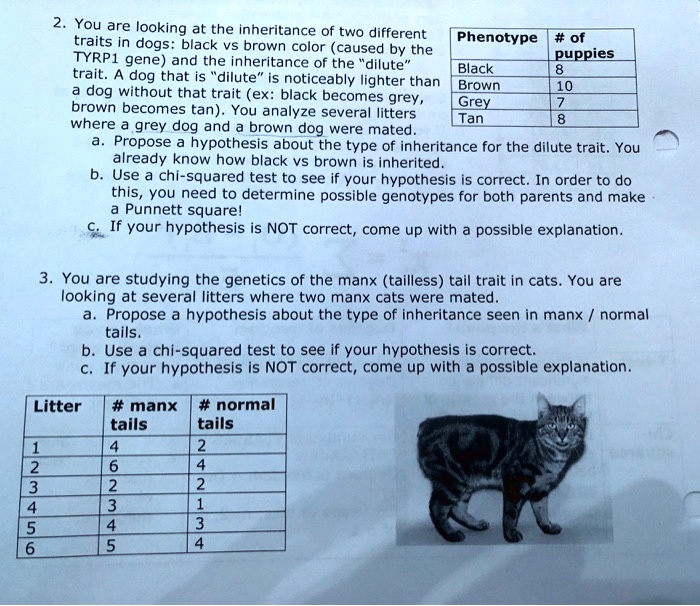 SOLVED You are looking at the inheritance of two different traits in