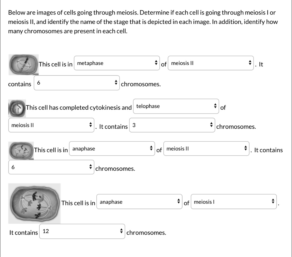 below are images of cells going through meiosis determine if each cell ...