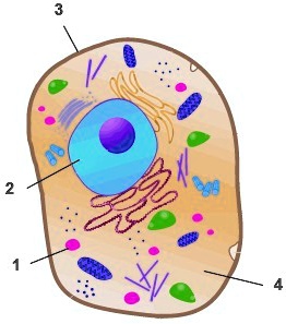 SOLVED: 'The diagram below shows the structure of an animal cell. What ...