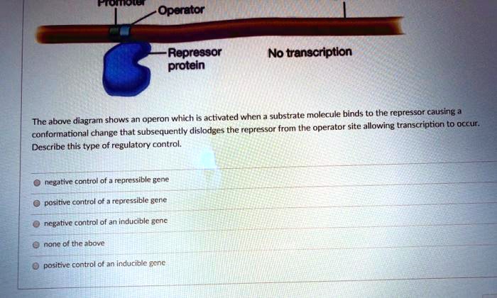Promoter Operator
Repressor
protein
No transcription
The above diagram shows an operon which is activated when a substrate molecule binds to the repressor causing a
conformational change that subsequently dislodges the repressor from the operator site allowing transcription to occur.
Describe this type of regulatory control.
negative control of a repressible gene
positive control of a repressible gene
negative control of an inducible gene
none of the above
positive control of an inducible gene