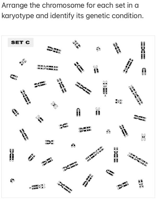 SOLVED: Arrange the chromosome for each set in a karyotype and identify ...