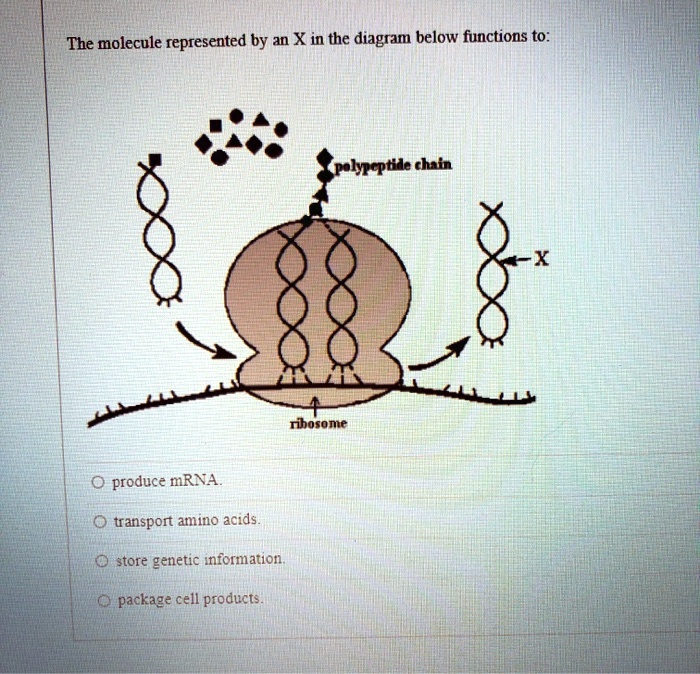 SOLVED: The molecule represented by an X in the diagram below functions ...