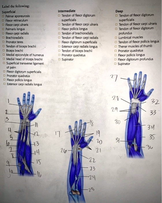 SOLVED: Label all the terms: superficial, intermediate, deep. Label the ...