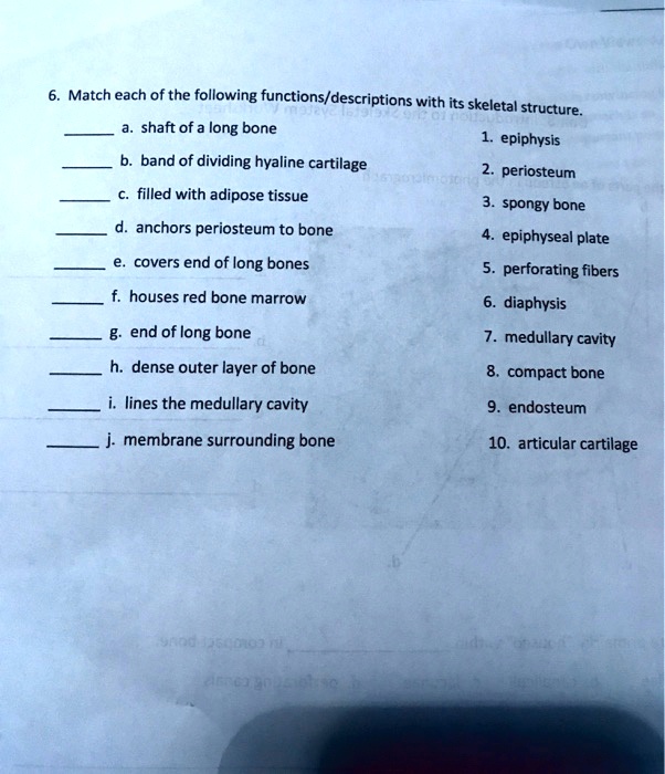 6. Match each of the following functions/descriptions with its skeletal structure.
a. shaft of a long bone
b. band of dividing hyaline cartilage
c. filled with adipose tissue
d. anchors periosteum to bone
e. covers end of long bones
f. houses red bone marrow
g. end of long bone
h. dense outer layer of bone
i. lines the medullary cavity
j. membrane surrounding bone
1. epiphysis
2. periosteum
3. spongy bone
4. epiphyseal plate
5. perforating fibers
6. diaphysis
7. medullary cavity
8. compact bone
9. endosteum
10. articular cartilage