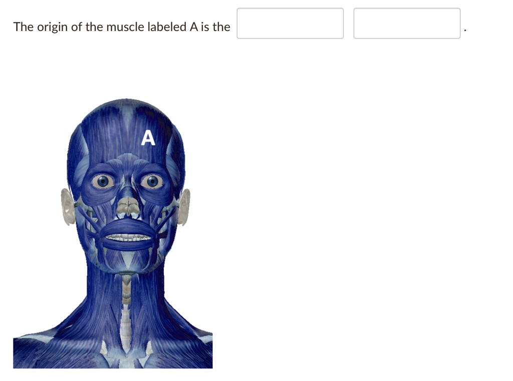 The origin of the muscle labeled A is the The origin of the muscle ...