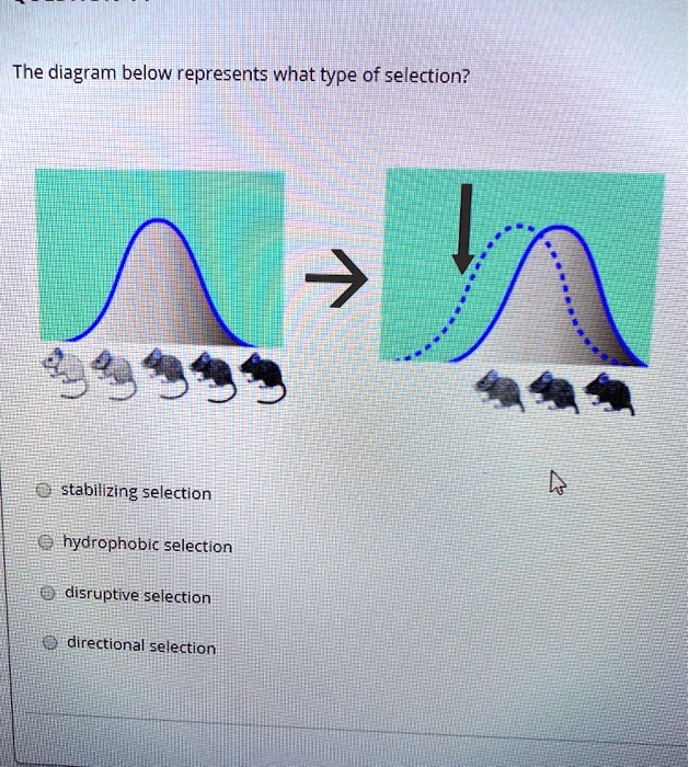 The diagram below represents what type of selection? 92399 stabilizing