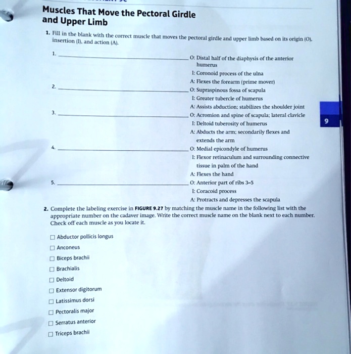 Muscles That Move the Pectoral Girdle and Upper Limb Fill in the blank ...