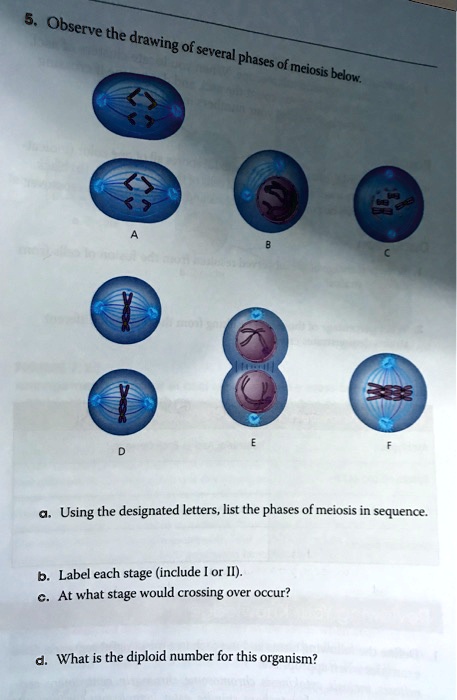 SOLVED: Observe ' the drawing - of several [ phases = of meiosis ...