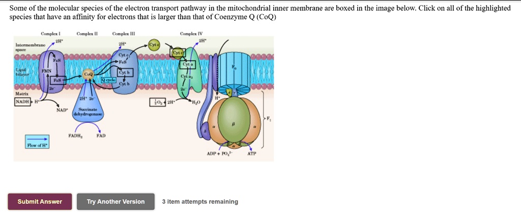Some of the molecular species of the electron transport pathway in the ...