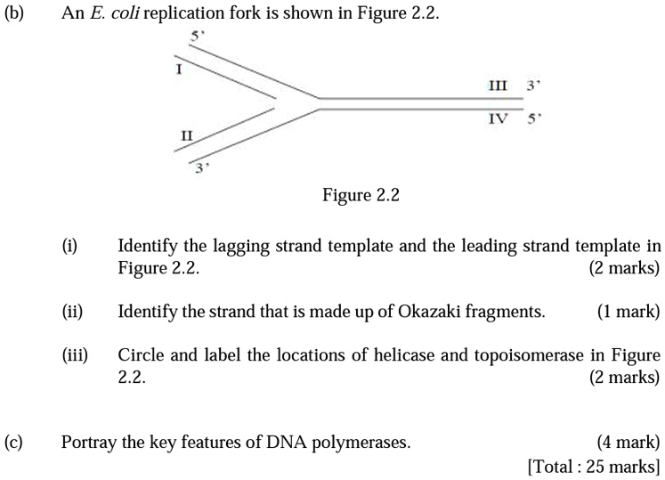 (b) An E coli replication fork is shown in Figure 2.2 II Figure 2.2 ...