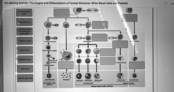 SOLVED: Art-labeling Activity: The Origins and Differentiation of ...