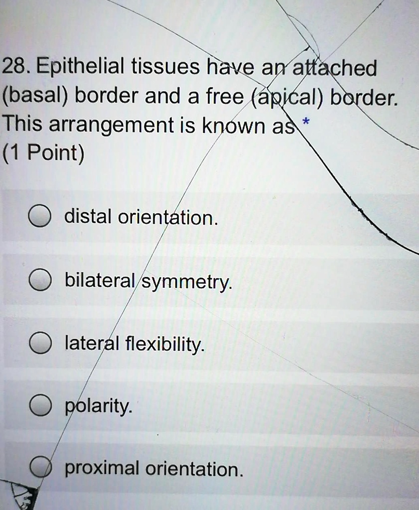 Solved 28 Epithelial Tissues Have An Attached Basal Border And A