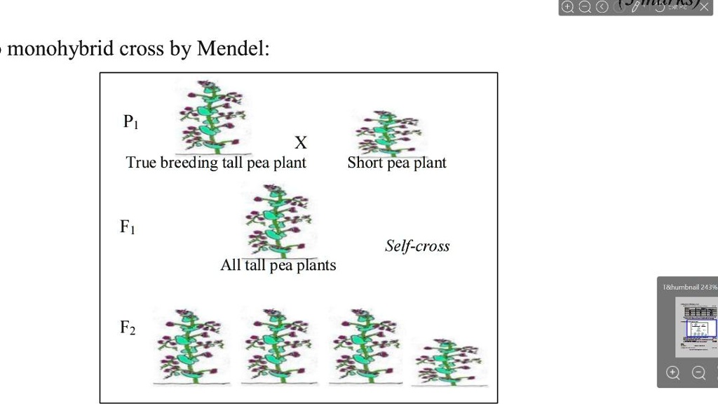 SOLVED Monohybrid Cross By Mendel Pi True Breeding Tall Pea Plant