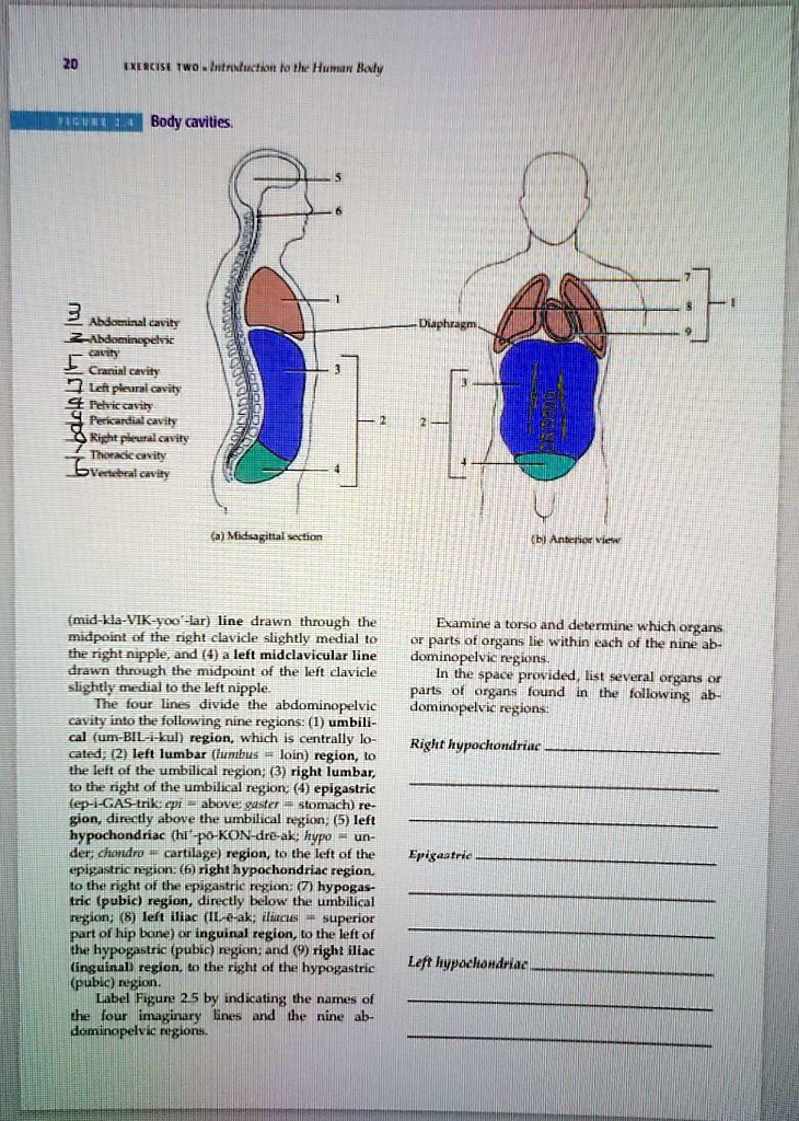 solved-i-can-t-read-handwriting-20-introduction-to-the-human-body