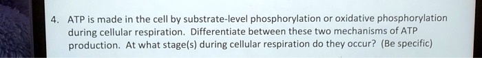 4. ATP is made in the cell by substrate-level phosphorylation or oxidative phosphorylation
during cellular respiration. Differentiate between these two mechanisms of ATP
production. At what stage(s) during cellular respiration do they occur? (Be specific)