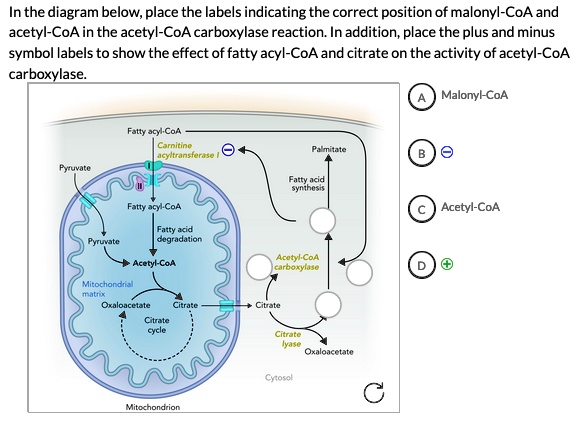 Acetyl Coa Carboxylase Reaction