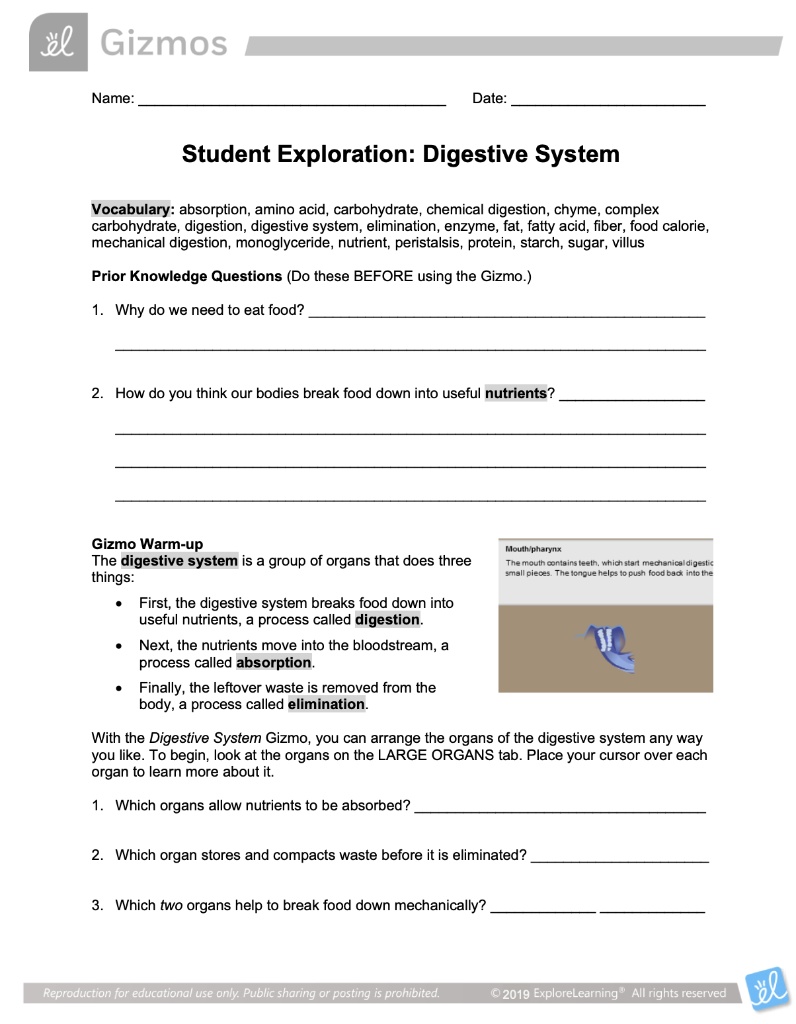 SOLVED 32 Gizmos Name Date Student Exploration Digestive System