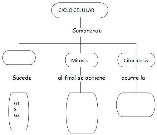 SOLVED: Completa el siguiente mapa conceptual CICLO CELULAR Comprende ...