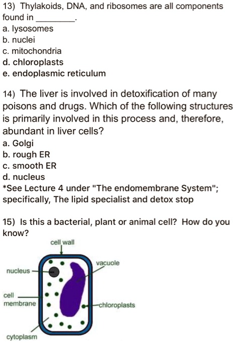 13) Thylakoids, DNA, and ribosomes are all components found in .
a. lysosomes
b. nuclei
c. mitochondria
d. chloroplasts
e. endoplasmic reticulum

14) The liver is involved in detoxification of many poisons and drugs. Which of the following structures is primarily involved in this process and, therefore, abundant in liver cells?
a. Golgi
b. rough ER
c. smooth ER
d. nucleus
*See Lecture 4 under "The endomembrane System"; specifically, The lipid specialist and detox stop

15) Is this a bacterial, plant or animal cell? How do you know?
cell wall
vacuole
nucleus
cell membrane
chloroplasts
cytoplasm