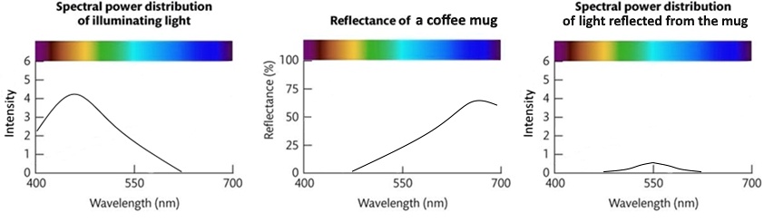 Spectral power distribution
of illuminating light
Intensity
6
5
4
3
2
1
0
400
550
700
Wavelength (nm)
Reflectance (%)
100
75
50
25
0
Reflectance of a coffee mug
400
550
700
Wavelength (nm)
Spectral power distribution
of light reflected from the mug
Intensity
6
5
4
3
2
1
0
400
550
700
Wavelength (nm)