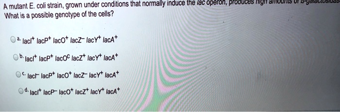 Solved A Mutant E Coli Strain Grown Under Conditions That Normally Induce The Lac Operon