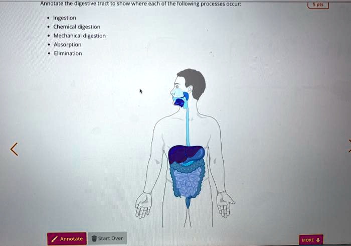 solved-annotate-the-digestive-tract-to-show-where-each-of-the