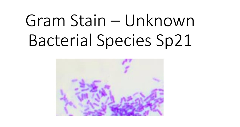 SOLVED:Gram Stain Unknown Bacterial Species Sp21