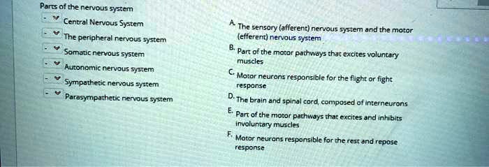 Parts of the nervous system
Central Nervous System
The peripheral nervous system
Somatic nervous system
Autonomic nervous system
Sympathetic nervous system
Parasympathetic nervous system
A. The sensory (afferent) nervous system and the motor (efferent) nervous system
B. Part of the motor pathways that excites voluntary muscles
C. Motor neurons responsible for the flight or fight response
D. The brain and spinal cord, composed of interneurons
E. Part of the motor pathways that excites and inhibits involuntary muscles
F. Motor neurons responsible for the rest and repose response