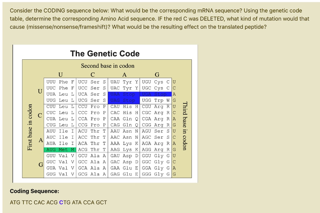 SOLVED: Consider the CODING sequence below: What would be the ...