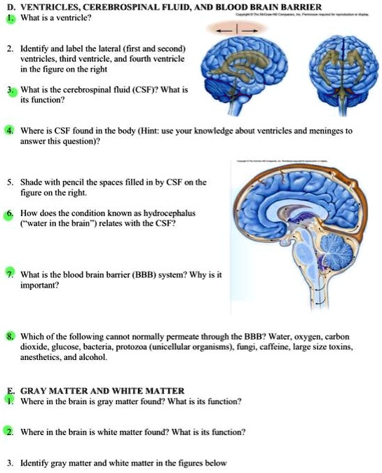 Which Of The Following Is A Function Of Cerebrospinal Fluid SOLVED: D. VENTRICLES, CEREBROSPINAL FLUID, AND BLOOD BRAIN BARRIER