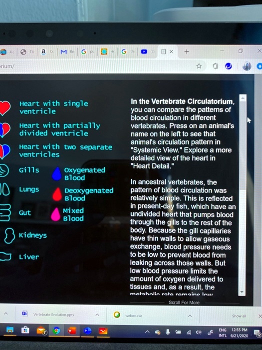 SOLVED: Heart with single ventricle In the Vertebrate Circulatorium