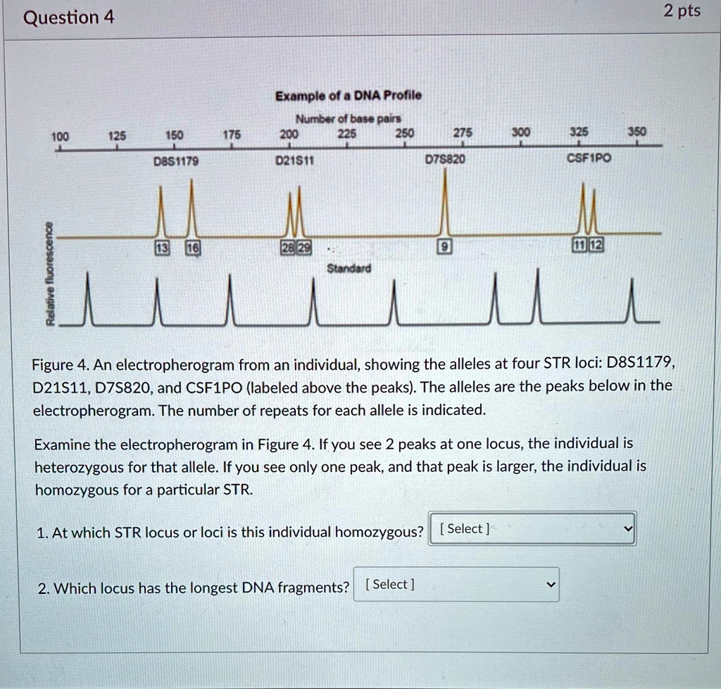 Question 4 Relative fluorescence Example of a DNA...