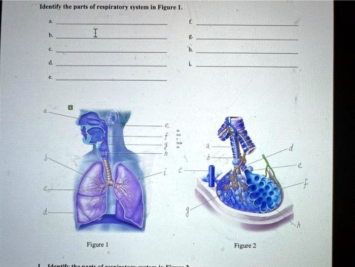 Identily the parts of respiratory system in FigureFig… SolvedLib