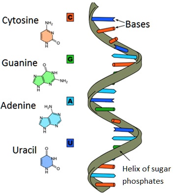 SOLVED: 'The diagram shows a nucleic acid in the shape of a helix ...