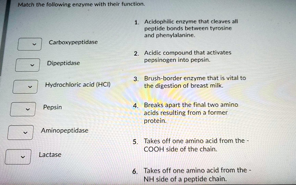 SOLVED Match the following enzyme with their function 1.Acidophilic enzyme that cleaves all