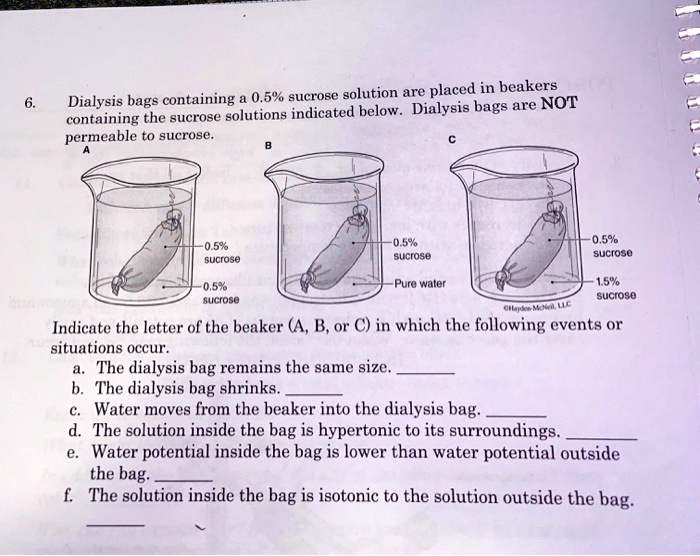 SOLVED 0.5 sucrose solution is placed in beakers. Dialysis bags are