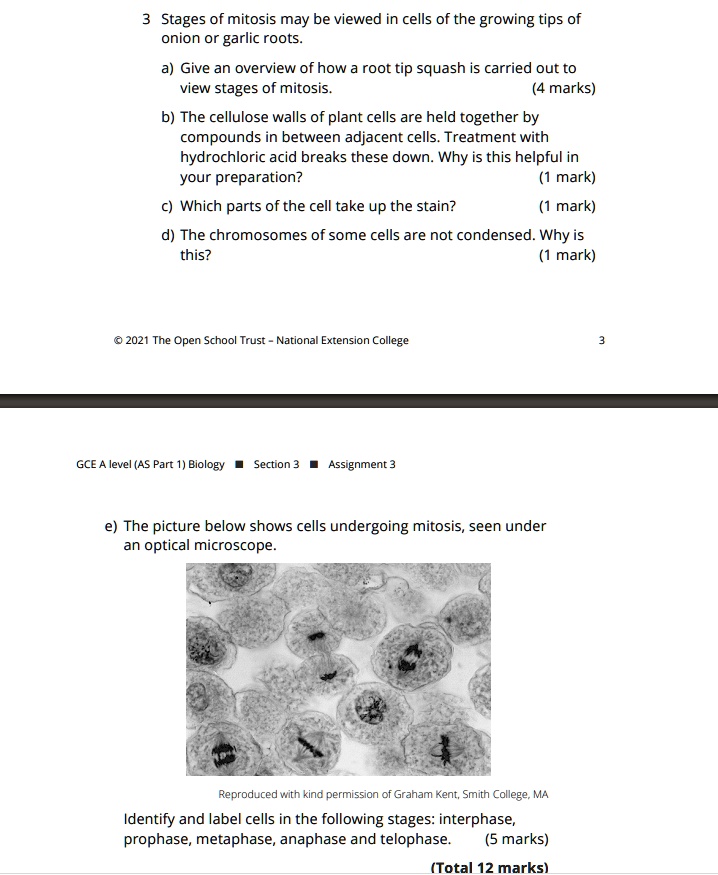 SOLVED: 3 Stages of mitosis may be viewed in cells of the growing tips ...