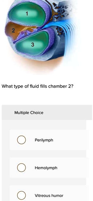 What type of fluid fills chamber 2?
Multiple Choice
Perilymph
Hemolymph
Vitreous humor