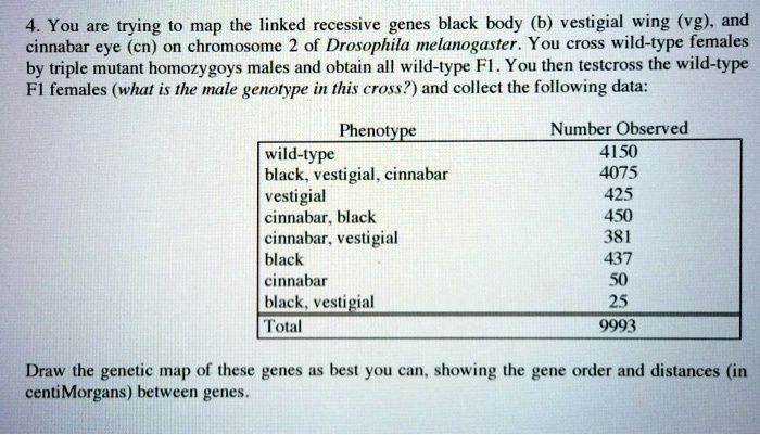 SOLVED: You Are Trying To Map The Linked Recessive Genes Black Body (b ...