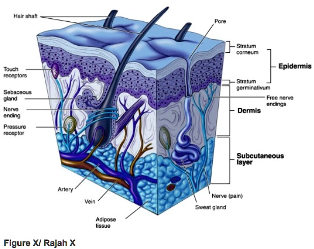 SOLVED: Text: Explain the different types of cells contained inside the ...