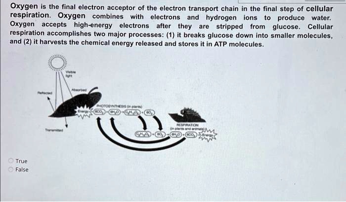 Oxygen is the final electron acceptor of the electron transport chain in the final step of cellular respiration. Oxygen combines with electrons and hydrogen ions to produce water. Oxygen accepts high-energy electrons after they are stripped from glucose. Cellular respiration accomplishes two major processes: (1) it breaks glucose down into smaller molecules, and (2) it harvests the chemical energy released and stores it in ATP molecules.

True
False