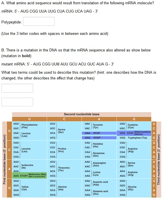 A. What amino acid sequence would result from translation of the following mRNA molecule?
mRNA: 5' - AUG CGG UUA UUG CUA CUG UCA UAG - 3'
Polypeptide:
(Use the 3 letter codes with spaces in between each amino acid)
B. There is a mutation in the DNA so that the mRNA sequence also altered as show below (mutation in bold):
mutant mRNA: 5' - AUG CGG UUU AUU GCU ACU GUC AUA G - 3'
What two terms could be used to describe this mutation? (hint: one describes how the DNA is changed, the other describes the effect that change has)
Second nucleotide base
U C A G
U UUU Phenylalanine (Phe) UCU Serine (Ser) UAU Tyrosine (Tyr) UGU Cysteine (Cys) U
UUC UCC UAC UGC C
UUA Leucine (Leu) UCA UAA STOP UGA STOP Selenocysteine (SeCys) A
UUG UCG UAG STOP* UGG Tryptophan (Trp) G
C CUU Leucine (Leu) CCU Proline (Pro) CAU Histidine (His) CGU Arginine (Arg) U
CUC CCC CAC CGC C
CUA CCA CAA Glutamine (Gln) CGA G
CUG CCG CAG CGG
A AUU Isoleucine (Ile) ACU Threonine (Thr) AAU Asparagine (Asn) AGU Serine (Ser) U
AUC ACC AAC AGC C
AUA ACA AAA Lysine (Lys) AGA Arginine (Arg) A
AUG START Methionine (Met); (fMet in prokaryotes) ACG AAG AGG G
G GUU Valine (Val) GCU Alanine (Ala) GAU Aspartic acid (Asp) GGU Glycine (Gly) U
GUC GCC GAC GGC C
GUA GCA GAA Glutamic acid (Glu) GGA G
GUG GCG GAG GGG