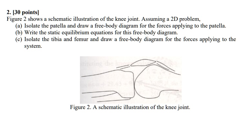 2. [30 points] Figure 2 shows a schematic illustration of the knee ...