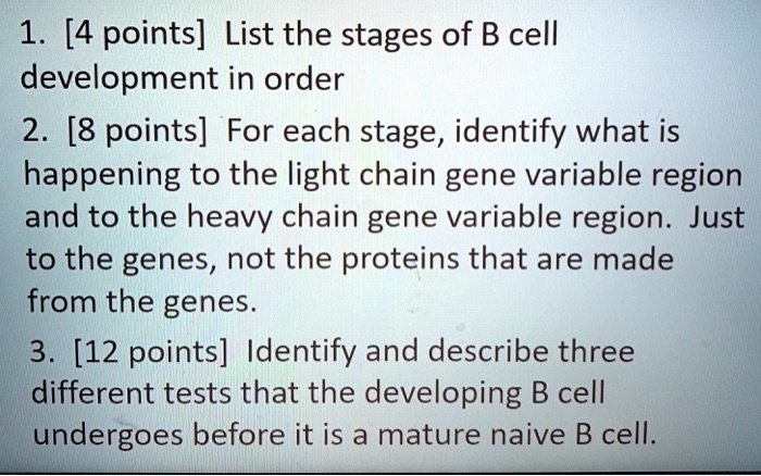 SOLVED: 1 [4 points] List the stages of B cell development in order 2 ...