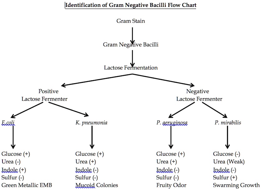 SOLVED: Identification of Gram-Negative Bacilli Flow Chart Gram Stain ...