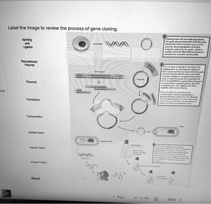 SOLVED Label the image to review the process of gene cloning Splicing