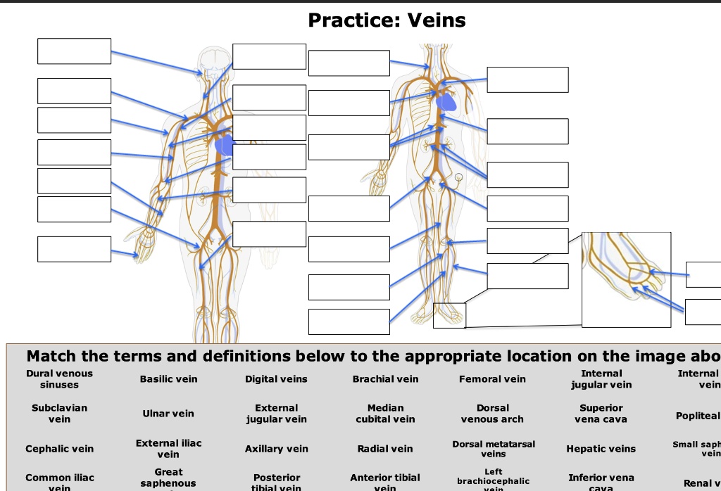 SOLVED Practice Veins Match the terms and definitions below to the
