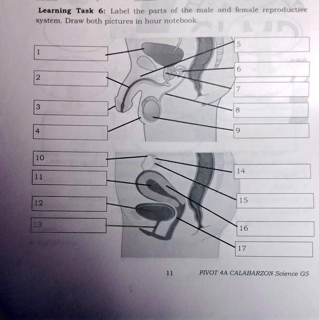 SOLVED: 'Learning Task 6: Label the parts of the male and female  reproductive system. Draw both pictures in hour notebook, IM 5 1 6 2 7 3 3.  S. 9 4 10