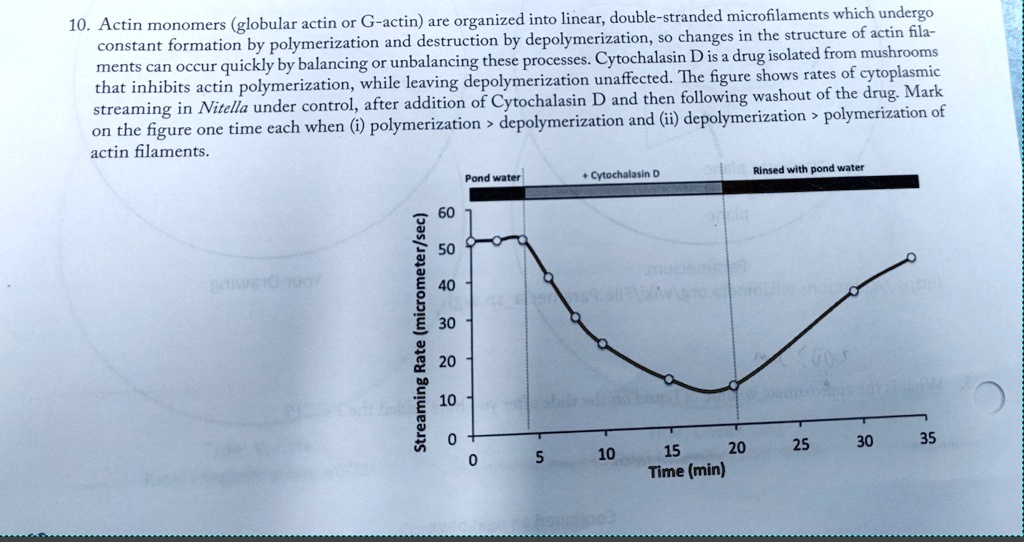 10. Actin monomers (globular actin or G-actin) are organized into linear, double-stranded microfilaments which undergo constant formation by polymerization and destruction by depolymerization, so changes in the structure of actin filaments can occur quickly by balancing or unbalancing these processes. Cytochalasin D is a drug isolated from mushrooms that inhibits actin polymerization, while leaving depolymerization unaffected. The figure shows rates of cytoplasmic streaming in Nitella under control, after addition of Cytochalasin D and then following washout of the drug. Mark on the figure one time each when (i) polymerization > depolymerization and (ii) depolymerization > polymerization of actin filaments. Pond water + Cytochalasin D Rinsed with pond water 60 50 40 30 20 10 0 0 5 10 15 20 25 30 35 Streaming Rate (micrometer/sec) Time (min)